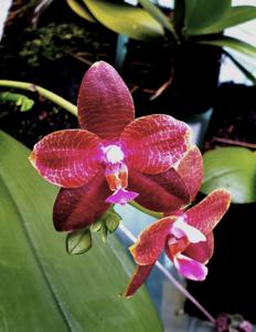 Phalaenopsis Jordan's Bright Sun