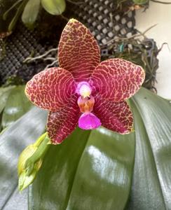 Phalaenopsis Jordan's Bright Sun