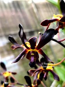 Dendrobium Rajajowas