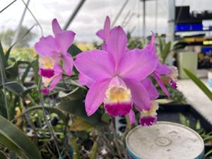 <i>Cattleya</i> Pink Party