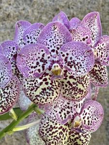 Vanda Jim Krull