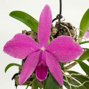 <i>Cattleya</i> Mae Ling Lewis