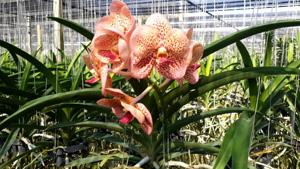Vanda Penny Goh Mei Pyng