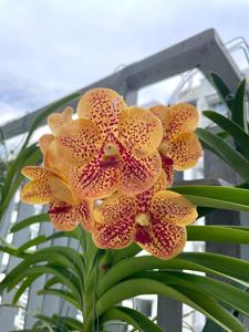 Vanda Penny Goh Mei Pyng