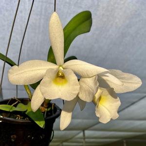 Brassocattleya Diego Maradona