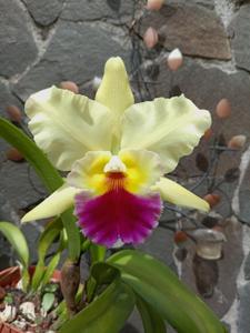 Rhyncholaeliocattleya Micaela