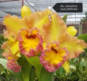 Rhyncholaeliocattleya Samphran Gold