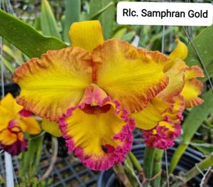 Rhyncholaeliocattleya Samphran Gold