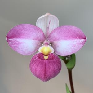 Phragmipedium L' Rock