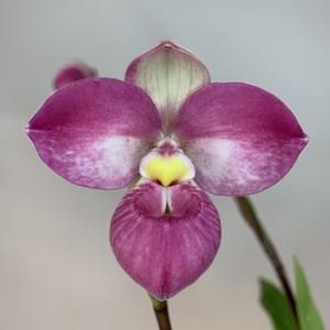 Phragmipedium L' Rock