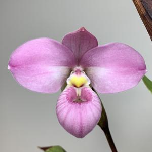 Phragmipedium L' Rock