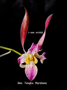 <i>Dendrobium</i> Tengku Mardiana