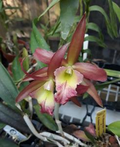 Cahuzacara Marissa's SunCoast Kaleidoscope