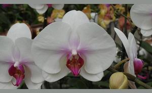 Phalaenopsis Jiuhbao Xiao Kai Hai