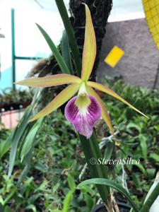 <i>Brassocattleya</i> Steven Silva