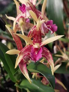 <i>Dendrobium</i> Australian Stardream