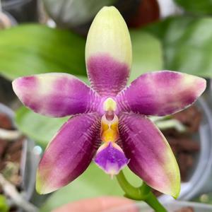 <i>Phalaenopsis</i> Mainshow Blue Tint
