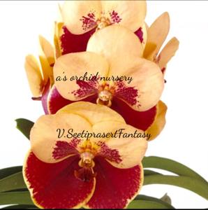 Vanda Seetidprasert Fantasy