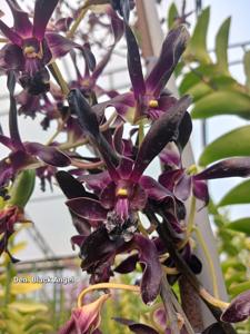Dendrobium Black Angel