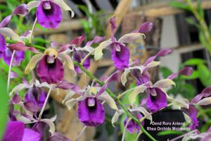 Dendrobium Roro Anteng