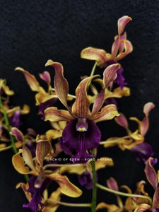 Dendrobium Roro Anteng