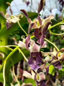 Dendrobium Roro Anteng