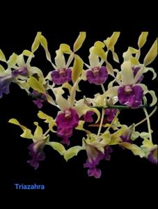 Dendrobium Roro Anteng