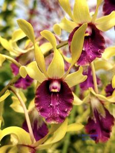 Dendrobium Roro Anteng