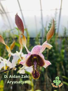Dendrobium Aidan Zaki Aryasatya