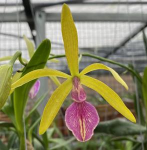 Encyleyvola Memoria Mirtha Bejerano