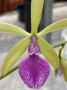 Encyleyvola Memoria Mirtha Bejerano