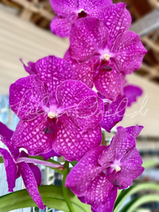 Vanda Junior Scott
