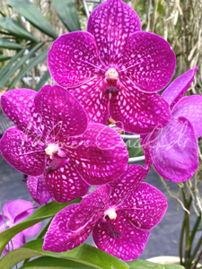 Vanda Junior Scott