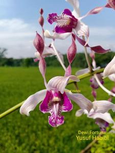 <i>Dendrobium</i> Dewi Fortuna