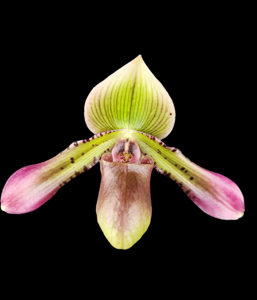 <i>Paphiopedilum</i> Sam Tsui