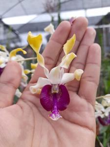 <i>Dendrobium</i> Nanggala 402
