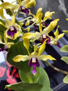 Dendrobium Kesatria Nanggala