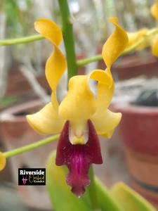 Dendrobium Kesatria Nanggala
