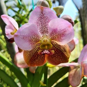 Vanda Steph McBride's Tropical Tassel
