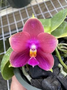 <i>Phalaenopsis</i> Pylo's Passion
