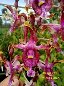 Dendrobium Mary Kwon