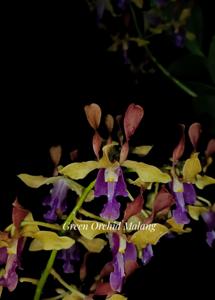 Dendrobium Amadea Geraldine