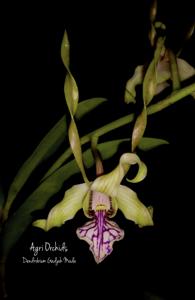 <i>Dendrobium</i> Gadjah Mada