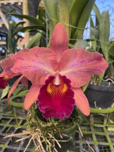 Rhyncholaeliocattleya Salatiga Beauty