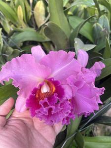 <i>Rhyncholaeliocattleya</i> Salatiga Beauty