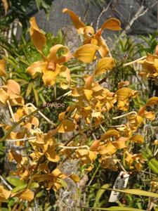 Dendrobium Masuk PakEko
