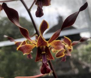 <i>Dendrobium</i> Eddy soedjono