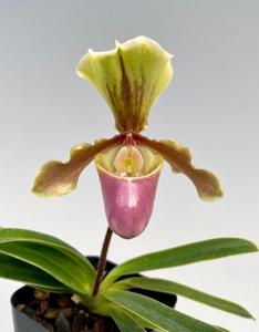 <i>Paphiopedilum</i> Kobold Star