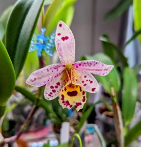 <i>Brassocattleya</i> Dainty Lady