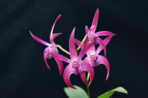 <i>Dendrobium</i> Kingfisher Class